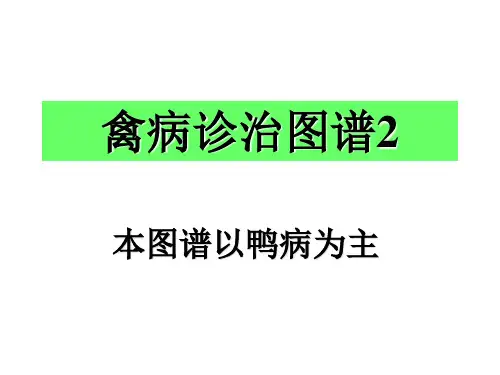 鸭病解剖图谱最新