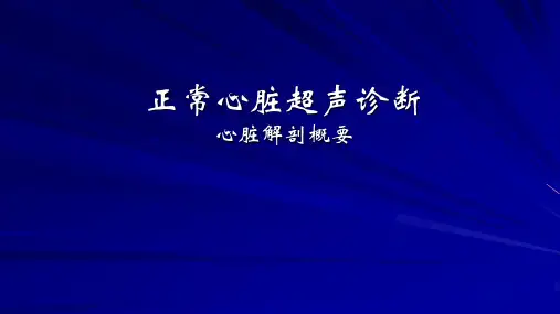 心脏解剖概要PPT课件