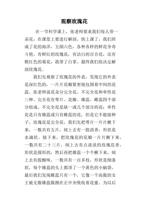 观察玫瑰花