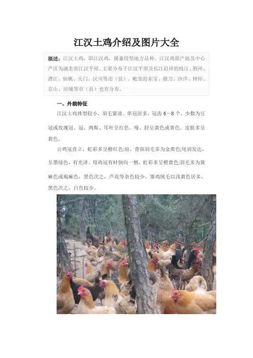 江汉土鸡介绍及图片大全