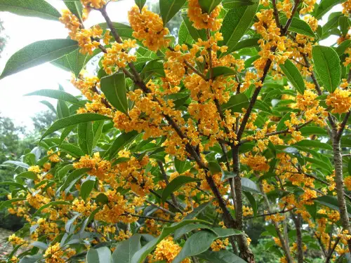 北方常用园林植物PPT课件