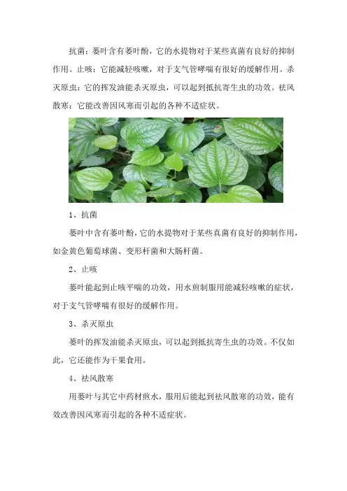 蒌叶的功效