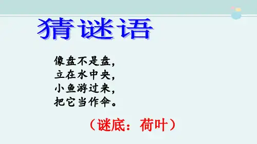 公开课荷叶圆圆优秀完整PPT课件