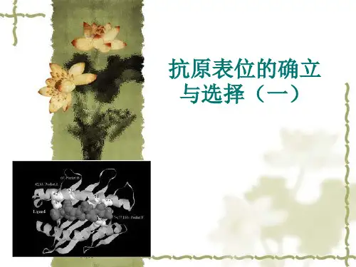 抗原表位