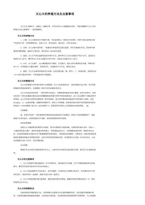 文心兰的养殖方法及注意事项