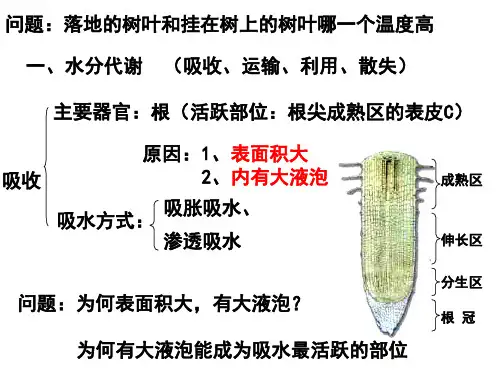 第四节植物对水分的吸收和利用(PPT)4-3