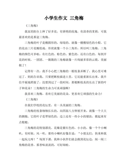小学生作文 三角梅
