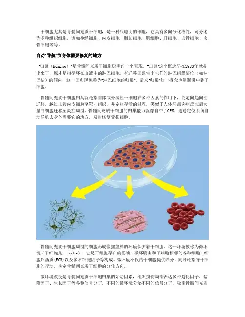 骨髓间充质干细胞的归巢和记忆功能