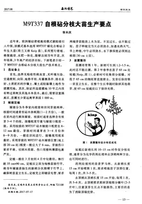 M9T337自根砧分枝大苗生产要点