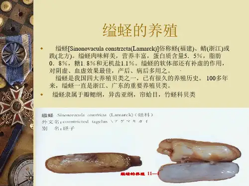 缢蛏养殖技术第一节缢蛏的生物学