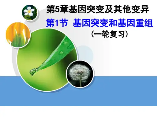 人教新课标高中生物必修二  5.1基因突变和基因重组 课件              (共31张PPT)