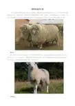 绵羊的品种介绍