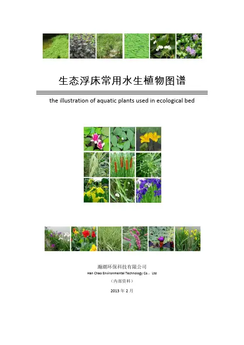 水生植物图谱