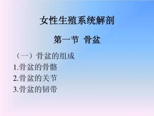 女性生殖系统解剖