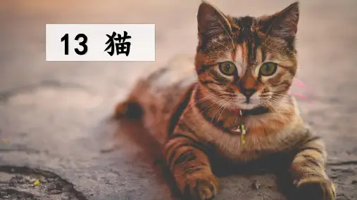 部编版小学四年级语文下册第13课《猫》公开课课件