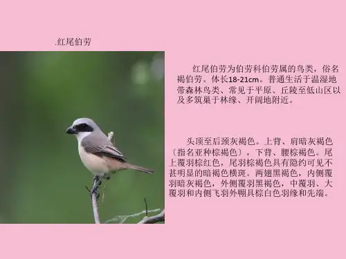 常见鸟类形态特征简介ppt课件
