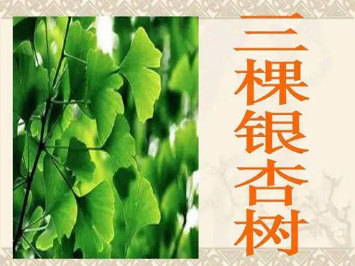 四年级语文上册 第2课《三棵银杏树》课件 西师大版