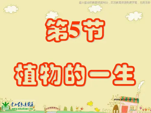 苏教版科学三下《植物的一生》PPT课件1