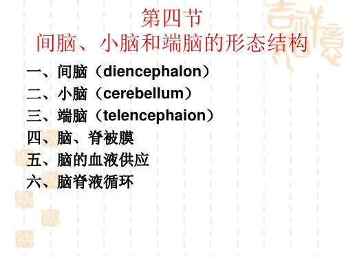 人体解剖生理学11第五章 第3节 间脑、小脑和端脑的形态结构