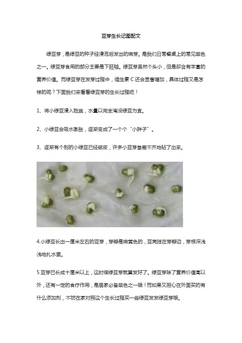 豆芽生长记图配文