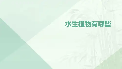 水生植物有哪些