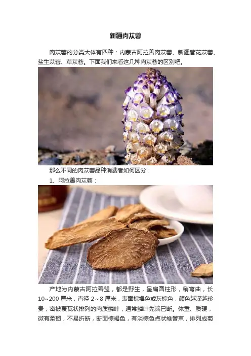 新疆肉苁蓉