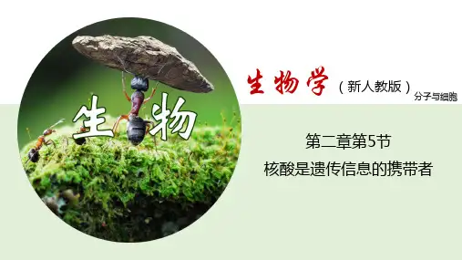 2.5 核酸是遗传信息的携带者(课件)-高一上学期生物学同步精品课件(2019人教版必修1)