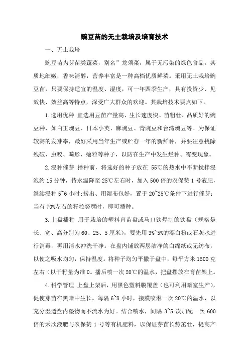 豌豆苗的无土栽培及培育技术