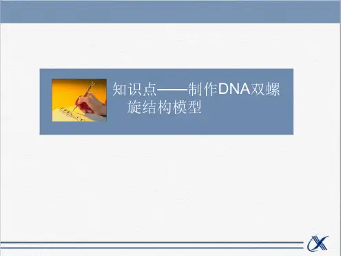 知识点 制作DNA双螺旋结构模型