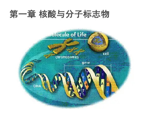 核酸与分子标志物