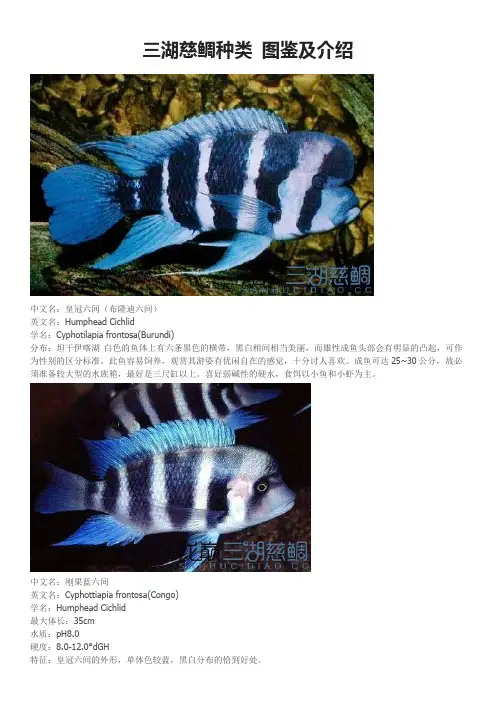 三湖慈雕鱼图鉴 三湖鱼大全