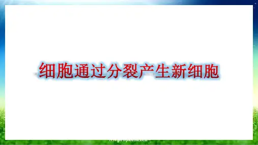 人教版七年级生物上册第二单元第二章《第一节  细胞通过分裂产生新细胞》课件
