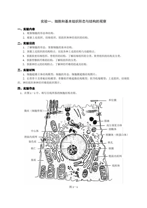 运动解剖学实验报告1