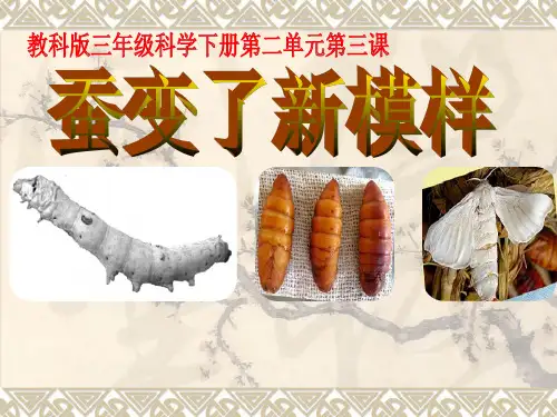 2-3蚕变了新模样_ppt