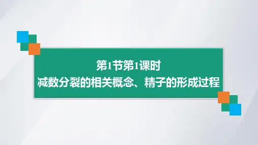 减数分裂的相关概念、精子的形成过程(第1课时)(共42张PPT)