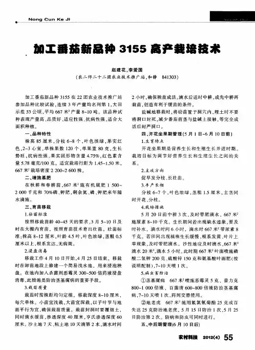 加工番茄新品种3155高产栽培技术