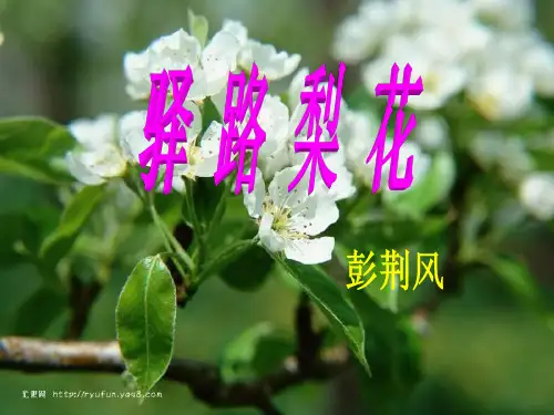 《驿路梨花》