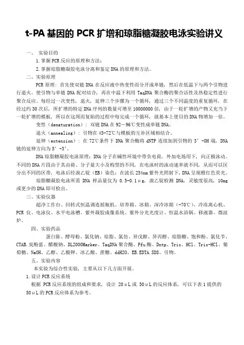PCR扩增和琼脂糖凝胶电泳讲义(工艺实验)