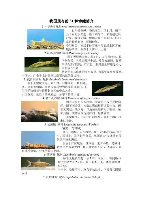 我国现有的31种沙鳅简介