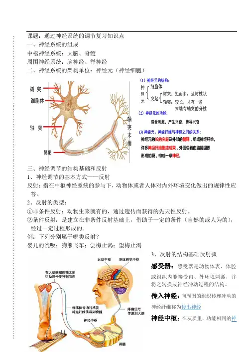 通过神经系统的调节复习知识点