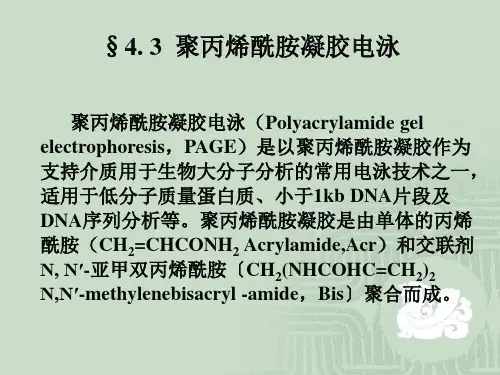 §4.3聚丙烯酰胺凝胶电泳