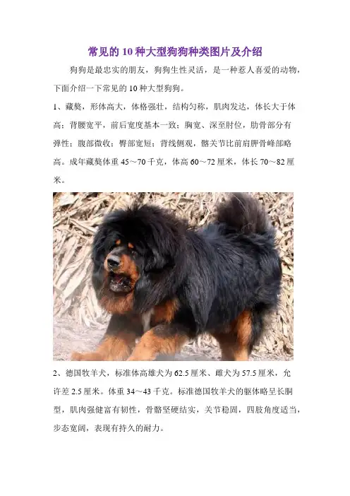 常见的10种大型狗狗种类图片及介绍