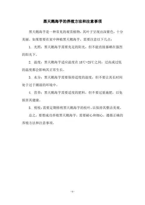 黑天鹅海芋的养殖方法和注意事项