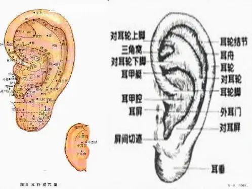 耳穴诊疗法