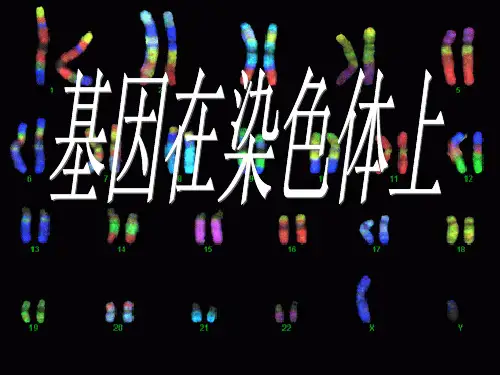 2.2基因在染色体上(ppt)