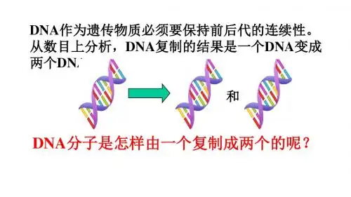 《DNA的复制》课件 (共19张PPT)