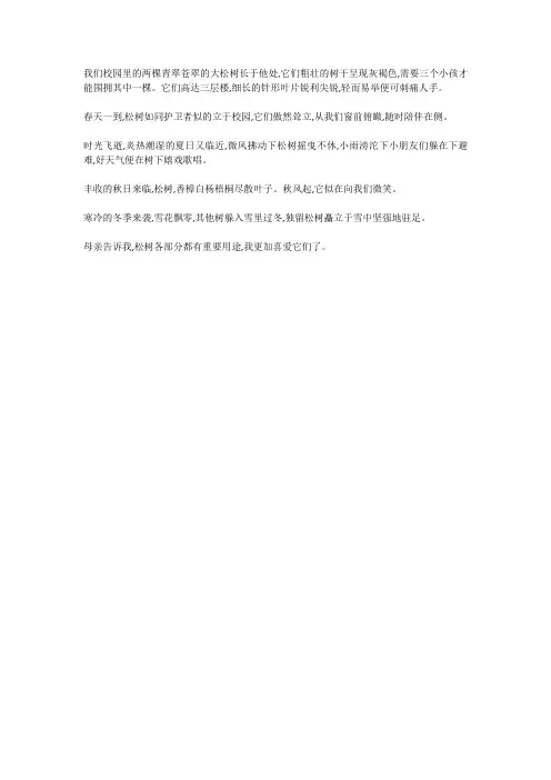 学校的青松的作文300字
