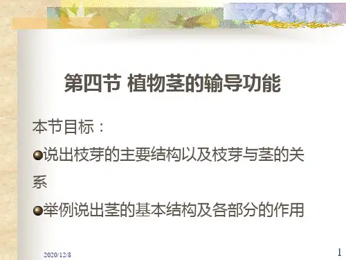 植物茎的输导功能精品PPT教学课件