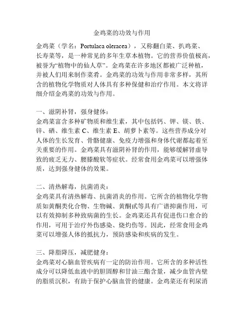 金鸡菜的功效与作用