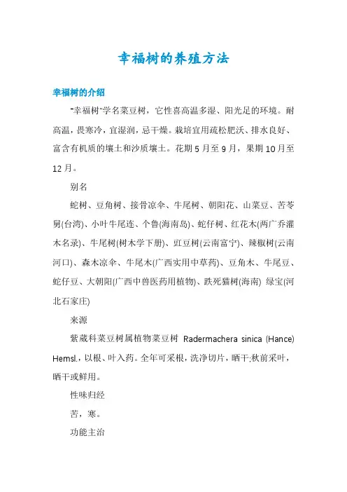 幸福树的养殖方法